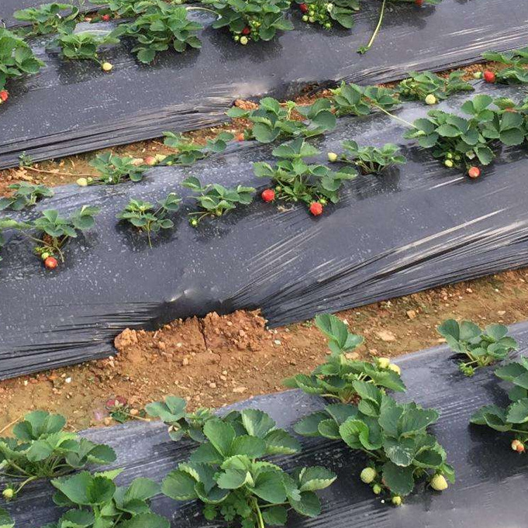 黑色地膜 黑色地膜