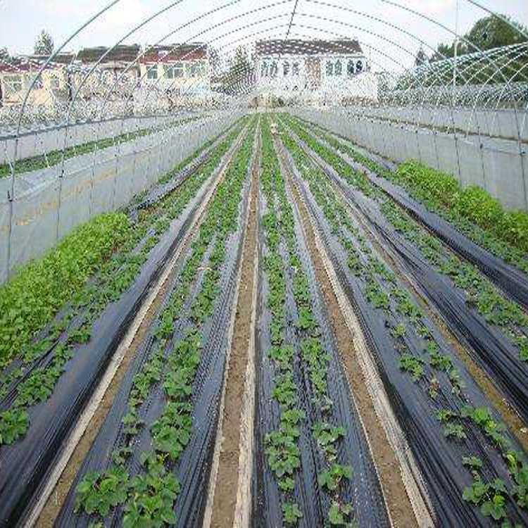 黑色农用地膜 黑色农用地膜