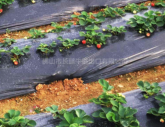 农用除草膜 农用除草膜